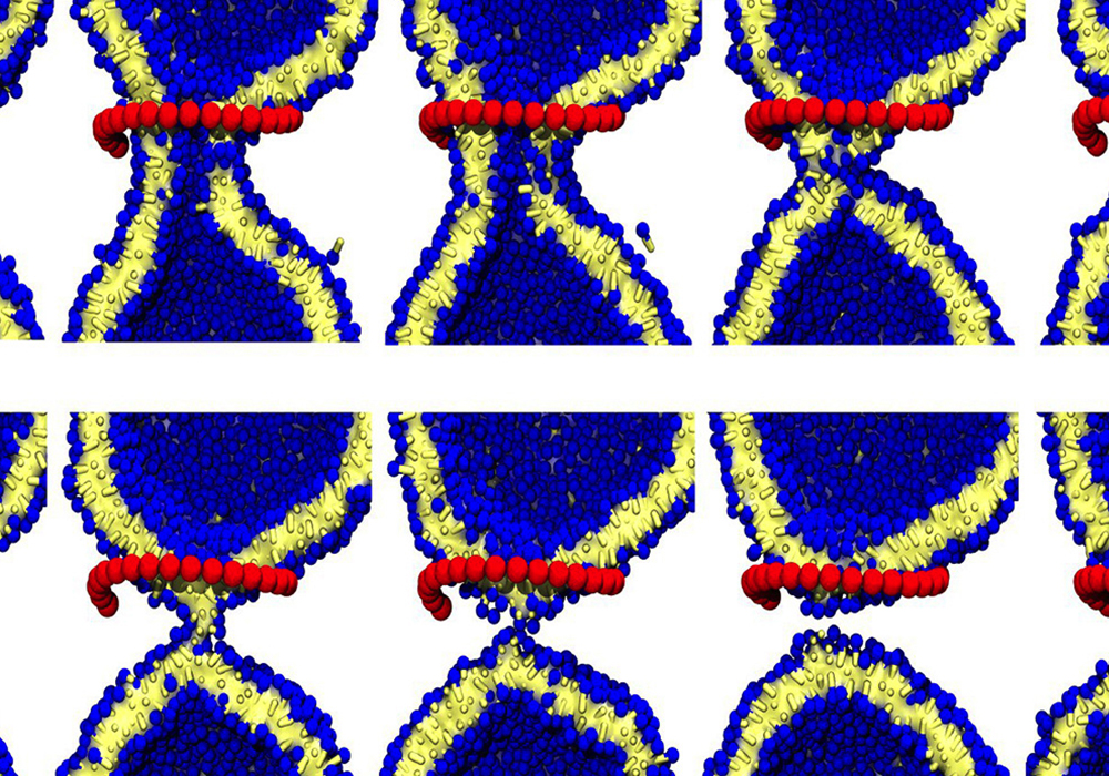 simulation demonstrates dynamin-driven membrane fision