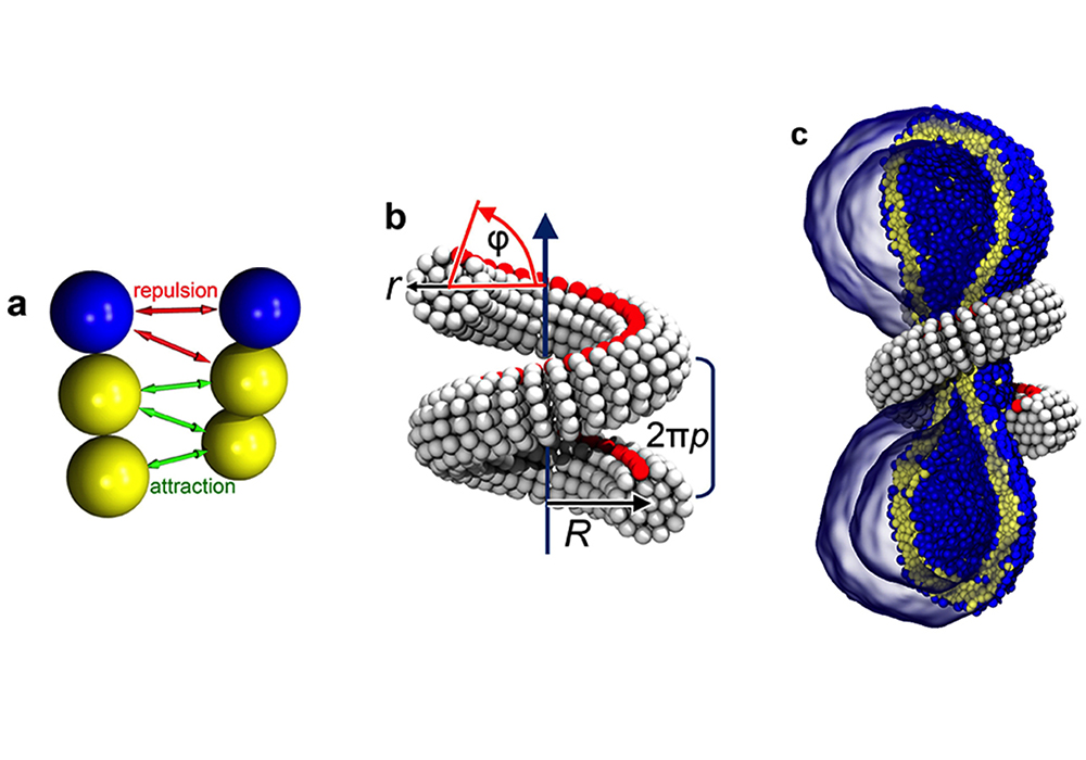 simulation demonstrates dynamin-driven membrane fision