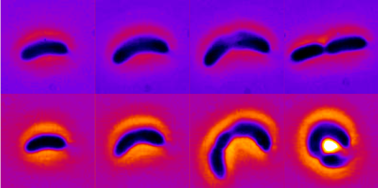 rb_by-changing-shapes By Changing Their Shape, Some Bacteria Can Grow More Resilient to Antibiotics